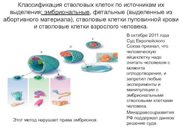 Классификация стволовых клеток по источникам их выделения: эмбриональные, фетальные (выделенные из абортивного материала),