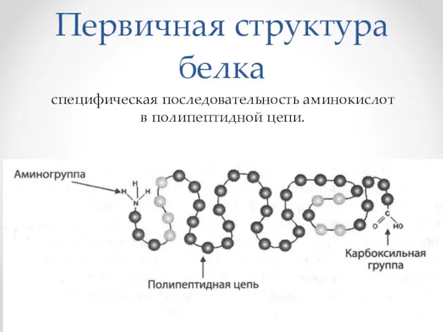 Первичная структура белка специфическая последовательность аминокислот в полипептидной цепи.