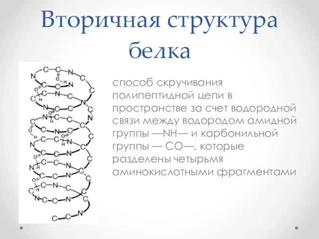 Вторичная структура белка способ скручивания полипептидной цепи в пространстве за