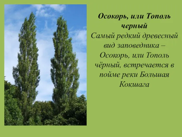 Осокорь, или Тополь черный Самый редкий древесный вид заповедника –