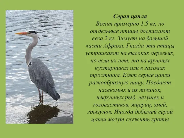 Серая цапля Весит примерно 1,5 кг, но отдельные птицы достигают