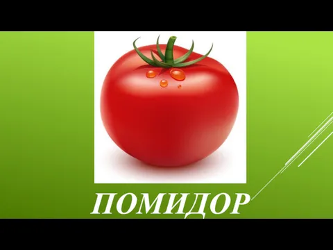 ПОМИДОР