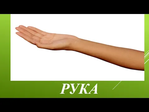 РУКА