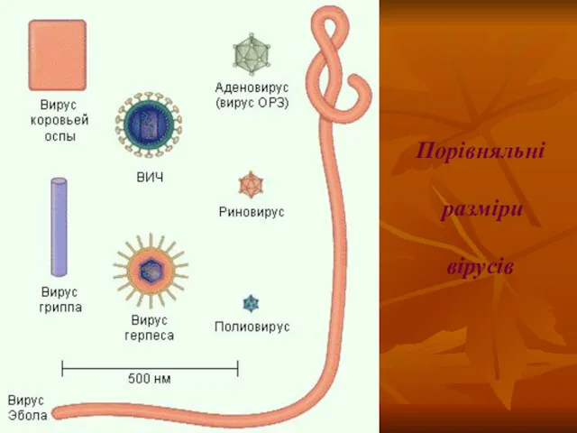 Порівняльні разміри вірусів