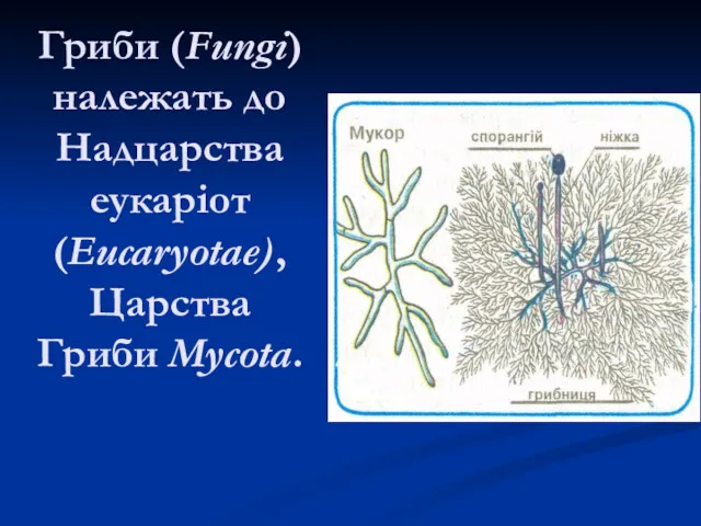 Гриби (Fungi) належать до Надцарства еукаріот (Eucaryotae), Царства Гриби Mycota.