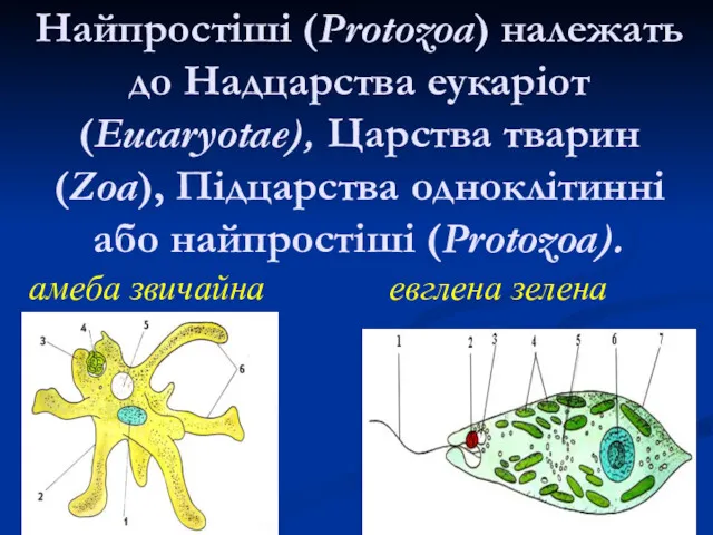 Найпростіші (Protozoa) належать до Надцарства еукаріот (Eucaryotae), Царства тварин (Zoa),