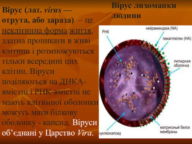 Вірус (лат. virus — отрута, або зараза) – це неклітинна