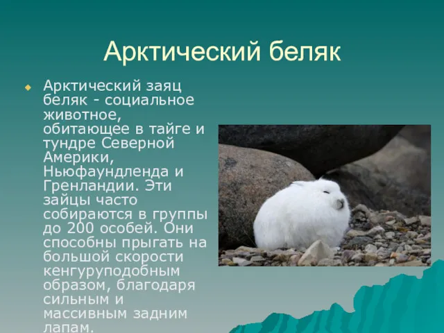 Арктический беляк Арктический заяц беляк - социальное животное, обитающее в