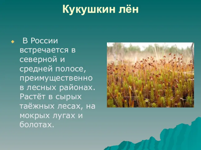 Кукушкин лён В России встречается в северной и средней полосе,