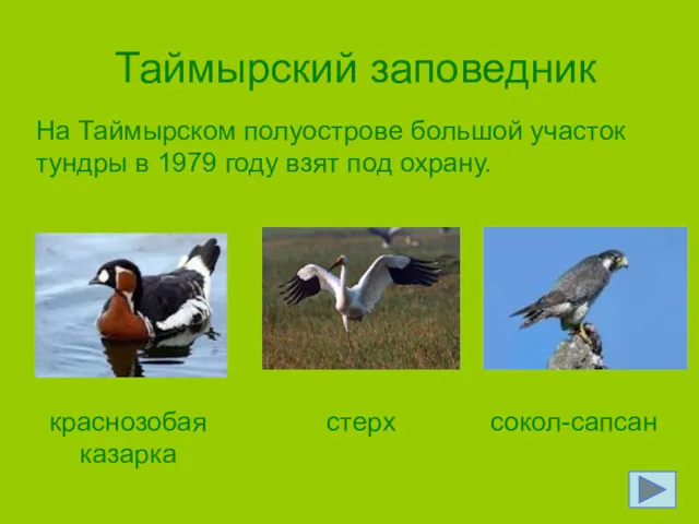 Таймырский заповедник На Таймырском полуострове большой участок тундры в 1979