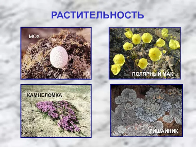 МОХ КАМНЕЛОМКА ПОЛЯРНЫЙ МАК ЛИШАЙНИК РАСТИТЕЛЬНОСТЬ