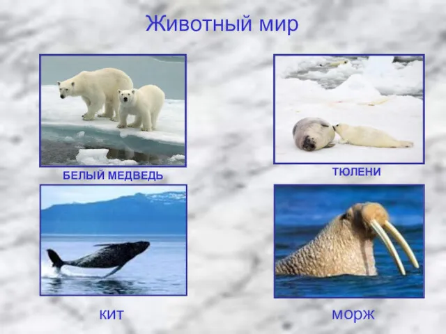 БЕЛЫЙ МЕДВЕДЬ ТЮЛЕНИ Животный мир кит морж