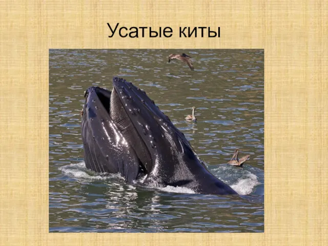 Усатые киты