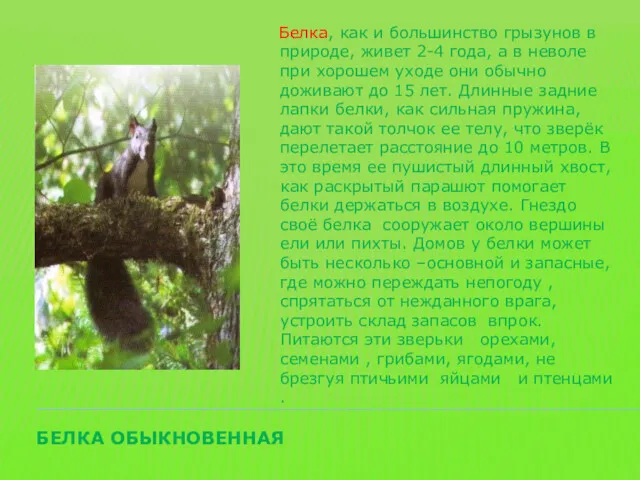 БЕЛКА ОБЫКНОВЕННАЯ Белка, как и большинство грызунов в природе, живет