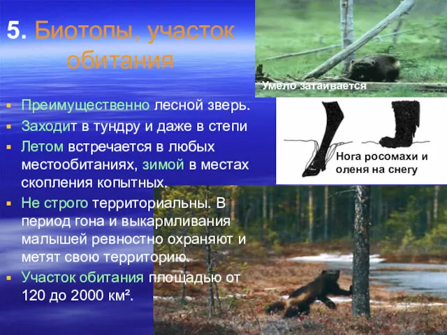 5. Биотопы, участок обитания Преимущественно лесной зверь. Заходит в тундру