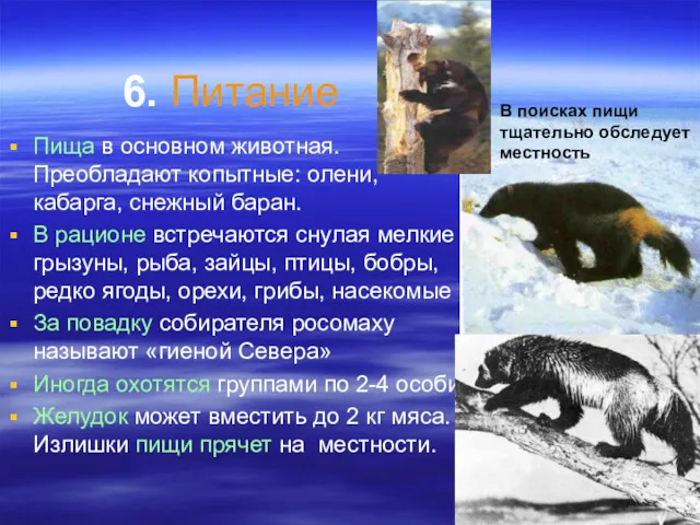 6. Питание Пища в основном животная. Преобладают копытные: олени, кабарга,