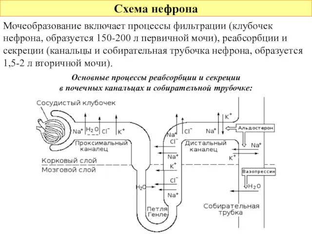 Схема нефрона Основные процессы реабсорбции и секреции в почечных канальцах и собирательной трубочке: