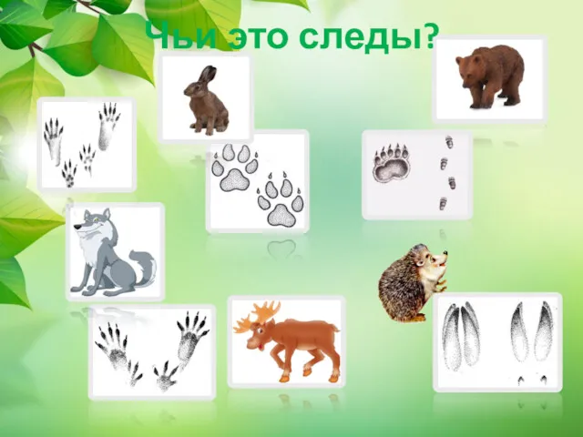 Чьи это следы?