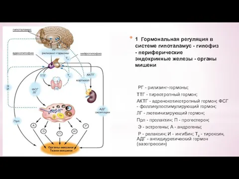 1 Гормональная регуляция в системе гипоталамус - гипофиз - периферические эндокринные железы -