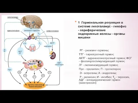 1 Гормональная регуляция в системе гипоталамус - гипофиз - периферические