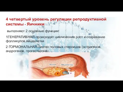 4 четвертый уровень регуляции репродуктивной системы - Яичники выполняют 2