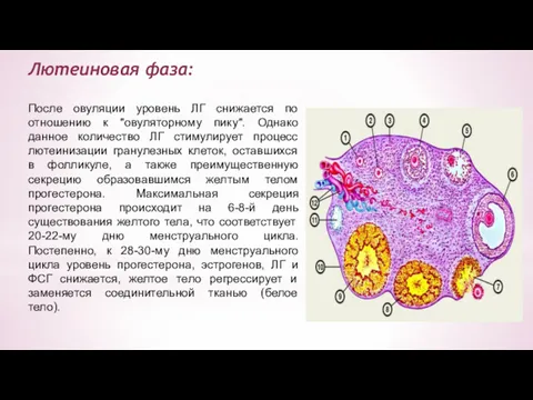 Лютеиновая фаза: После овуляции уровень ЛГ снижается по отношению к "овуляторному пику". Однако