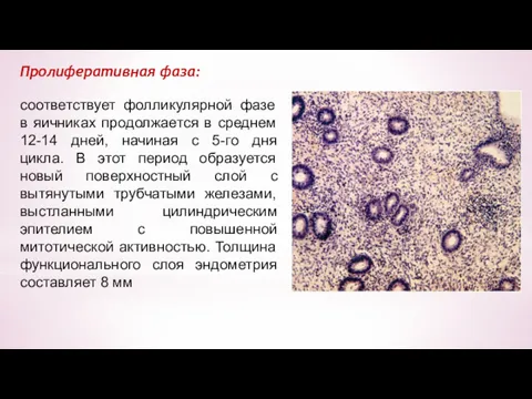 Пролиферативная фаза: соответствует фолликулярной фазе в яичниках продолжается в среднем 12-14 дней, начиная