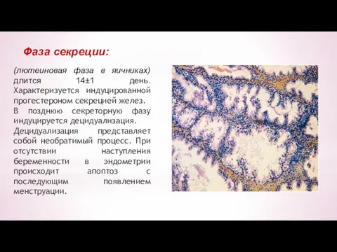 (лютеиновая фаза в яичниках) длится 14±1 день. Характеризуется индуцированной прогестероном