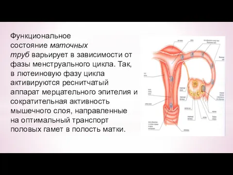Функциональное состояние маточных труб варьирует в зависимости от фазы менструального цикла. Так, в