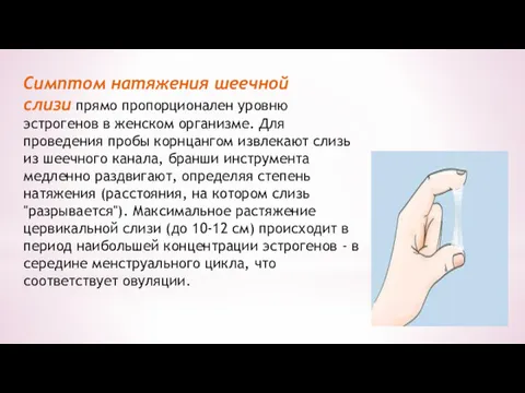 Симптом натяжения шеечной слизи прямо пропорционален уровню эстрогенов в женском