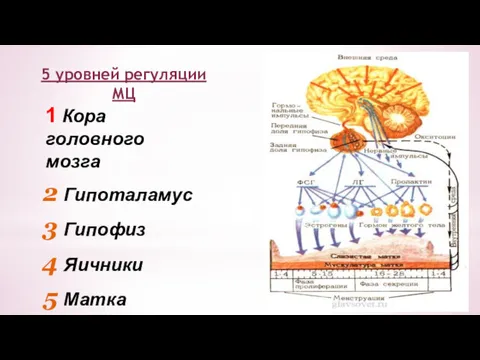 5 уровней регуляции МЦ 1 Кора головного мозга Гипоталамус Гипофиз Яичники Матка