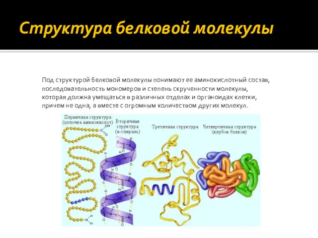 Структура белковой молекулы Под структурой белковой молекулы понимают ее аминокислотный