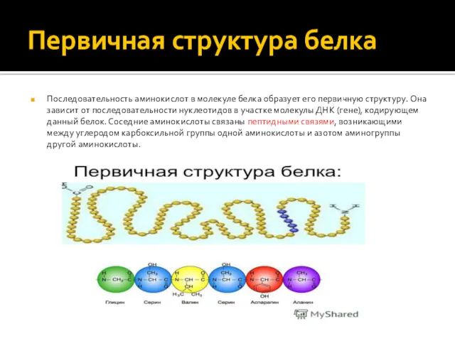 Первичная структура белка Последовательность аминокислот в молекуле белка образует его