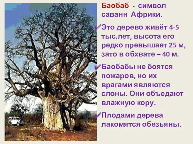 Баобаб - символ саванн Африки. Это дерево живёт 4-5 тыс.лет, высота его редко