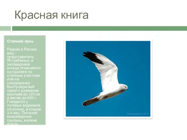 Красная книга Степной лунь Редкий в России вид – представитель