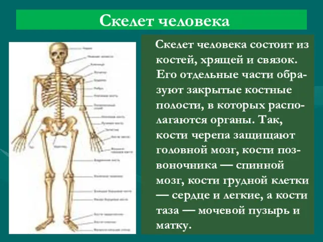 Скелет человека Скелет человека состоит из костей, хрящей и связок.