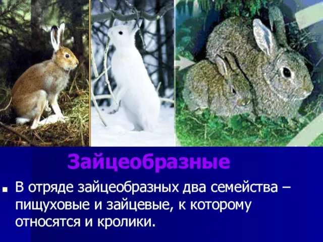 Зайцеобразные В отряде зайцеобразных два семейства – пищуховые и зайцевые, к которому относятся и кролики.