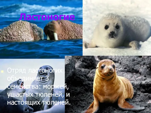 Ластоногие Отряд ластоногих объединяет 3 семейства: моржей, ушастых тюленей, и настоящих тюленей.