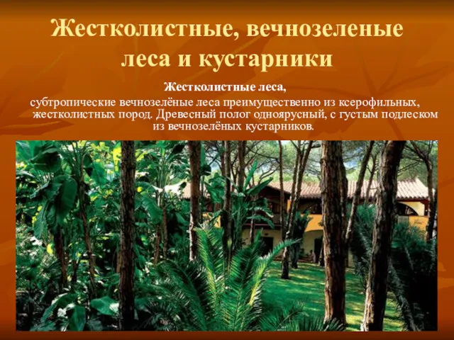 Жестколистные, вечнозеленые леса и кустарники Жестколистные леса, субтропические вечнозелёные леса преимущественно из ксерофильных,