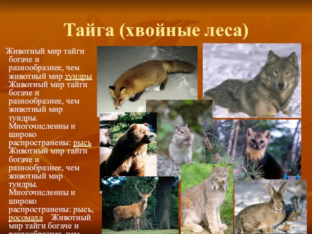 Тайга (хвойные леса) Животный мир тайги богаче и разнообразнее, чем животный мир тундры