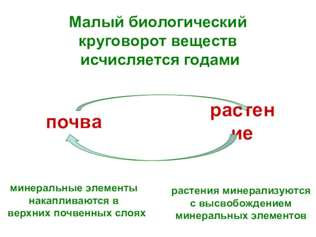 Малый биологический круговорот веществ исчисляется годами почва растение минеральные элементы