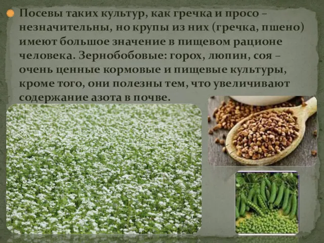 Посевы таких культур, как гречка и просо – незначительны, но