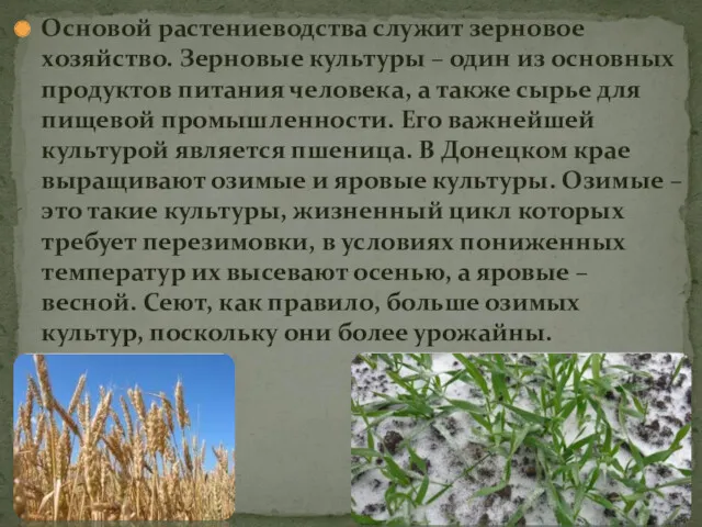 Основой растениеводства служит зерновое хозяйство. Зерновые культуры – один из