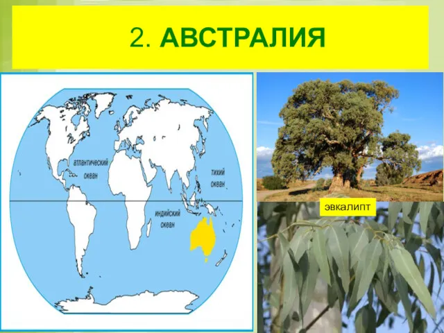 2. АВСТРАЛИЯ эвкалипт