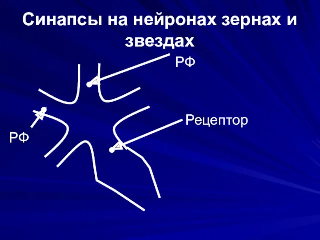 Синапсы на нейронах зернах и звездах РФ Рецептор РФ