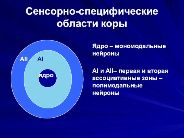 Сенсорно-специфические области коры AII AI ядро Ядро – мономодальные нейроны