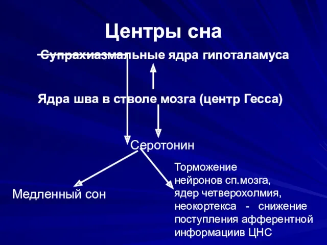 Центры сна Супрахиазмальные ядра гипоталамуса Ядра шва в стволе мозга