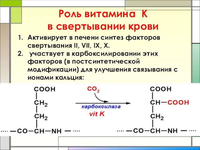 Роль витамина К в свертывании крови Активирует в печени синтез факторов свертывания II,
