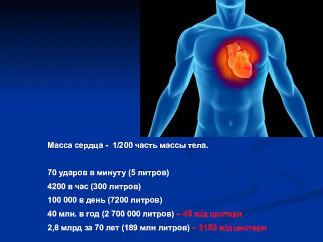 Масса сердца - 1/200 часть массы тела. 70 ударов в минуту (5 литров)