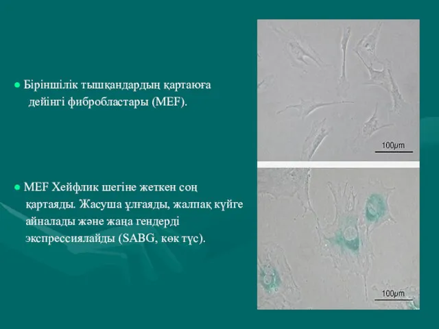 Біріншілік тышқандардың қартаюға дейінгі фибробластары (MEF). MEF Хейфлик шегіне жеткен